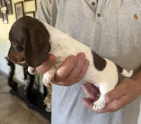 Betty Lou , a female Miniature Dachshund for sale in Tucson, AZ – Photo 5 of 10