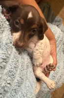 Betty Lou , a female Miniature Dachshund for sale in Tucson, AZ – Photo 3 of 10