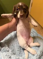 Betty Lou , a female Miniature Dachshund for sale in Tucson, AZ – Photo 10 of 10