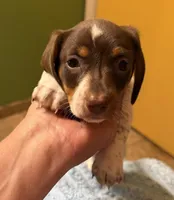 Betty Lou , a female Miniature Dachshund for sale in Tucson, AZ – Photo 9 of 10