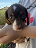 Betty Lou , a female Miniature Dachshund for sale in Tucson, AZ – Photo 7 of 10