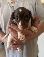 Betty Lou , a female Miniature Dachshund for sale in Tucson, AZ – Photo 4 of 10