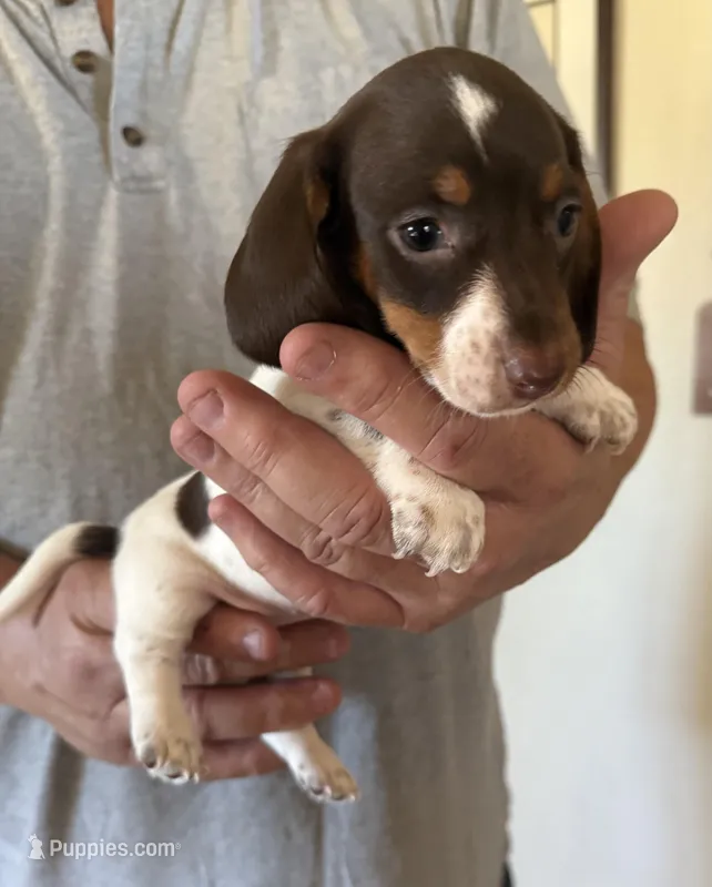 Betty Lou  – Miniature Dachshund puppy for sale in Tucson, AZ