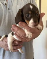 Betty Lou , a female Miniature Dachshund for sale in Tucson, AZ – Photo 1 of 10