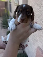 Betty Lou , a female Miniature Dachshund for sale in Tucson, AZ – Photo 8 of 10
