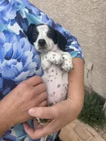 Twitty, a male Miniature Dachshund for sale in Tucson, AZ – Photo 10 of 10