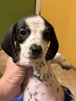 Twitty, a male Miniature Dachshund for sale in Tucson, AZ – Photo 6 of 10