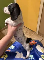 Twitty, a male Miniature Dachshund for sale in Tucson, AZ – Photo 4 of 10