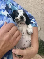 Twitty, a male Miniature Dachshund for sale in Tucson, AZ – Photo 8 of 10