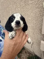 Twitty, a male Miniature Dachshund for sale in Tucson, AZ – Photo 9 of 10