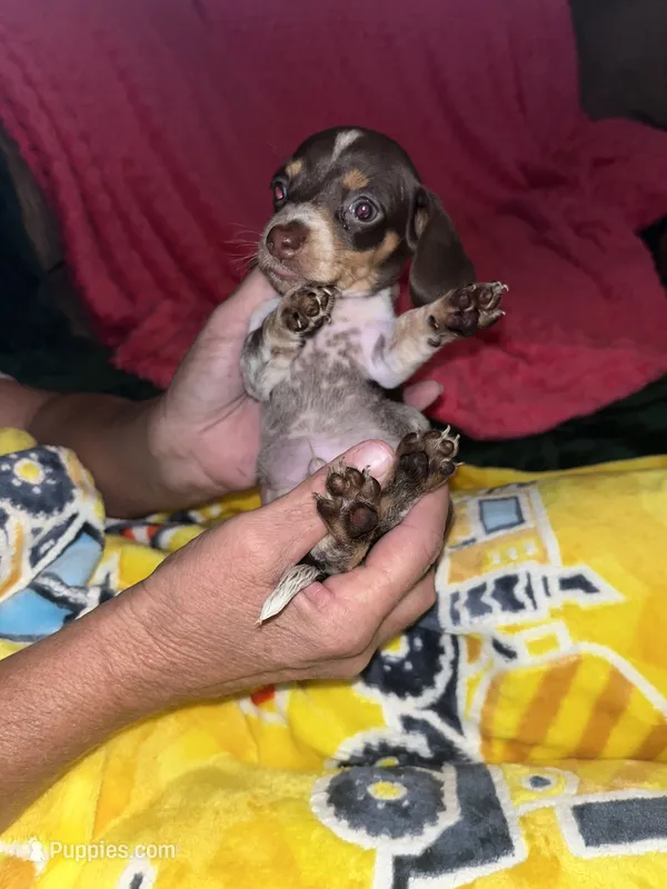 Luke – Miniature Dachshund puppy for sale in Tucson, AZ