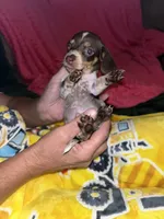 Luke, a male Miniature Dachshund for sale in Tucson, AZ – 1 of 4