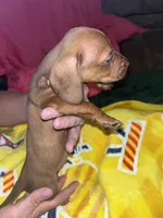 Sunny, a male Miniature Dachshund for sale in Tucson, AZ – 4 of 4