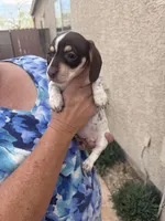 Patsy , a female Miniature Dachshund for sale in Tucson, AZ – Photo 8 of 10