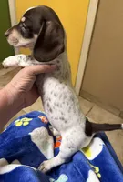 Patsy , a female Miniature Dachshund for sale in Tucson, AZ – Photo 5 of 10