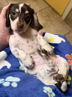 Patsy , a female Miniature Dachshund for sale in Tucson, AZ – Photo 4 of 10