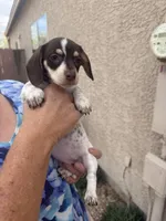 Patsy , a female Miniature Dachshund for sale in Tucson, AZ – Photo 7 of 10