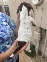 Patsy , a female Miniature Dachshund for sale in Tucson, AZ – Photo 9 of 10