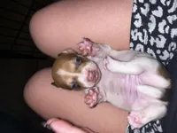 Bonnie, a female Miniature Dachshund for sale in Tucson, AZ – 5 of 6