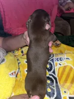Honey Lu, a female Miniature Dachshund for sale in Tucson, AZ – 4 of 4