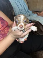 Dash, a male Miniature Dachshund for sale in Tucson, AZ – 7 of 7