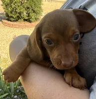 Freddie , a male Miniature Dachshund for sale in Tucson, AZ – Photo 2 of 4