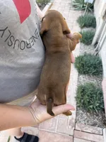 Freddie , a male Miniature Dachshund for sale in Tucson, AZ – Photo 4 of 4