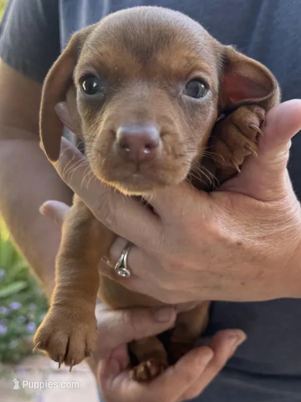 Freddie  – Miniature Dachshund puppy for sale in Tucson, AZ