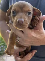 Freddie , a male Miniature Dachshund for sale in Tucson, AZ – Photo 1 of 4