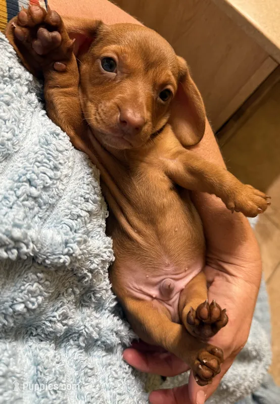 Freddie  – Miniature Dachshund puppy for sale in Tucson, AZ