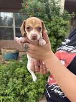 Bonnie, a female Miniature Dachshund for sale in Tucson, AZ – 2 of 6
