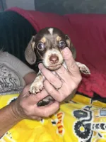 Luke, a male Miniature Dachshund for sale in Tucson, AZ – 2 of 4