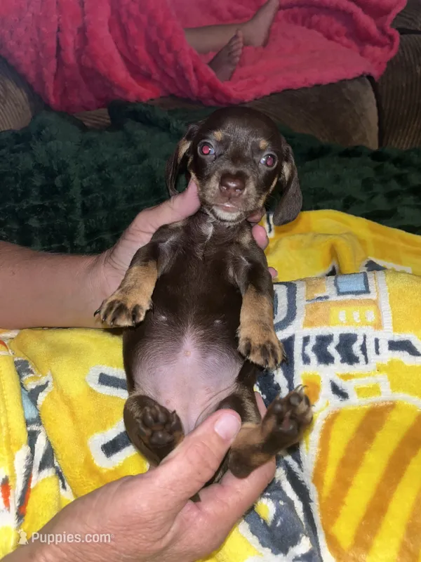 Lolly Lu – Miniature Dachshund puppy for sale in Tucson, AZ