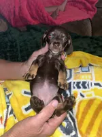 Lolly Lu, a female Miniature Dachshund for sale in Tucson, AZ – 1 of 4