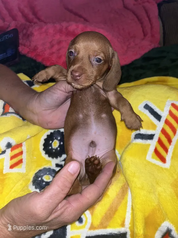 Sunny – Miniature Dachshund puppy for sale in Tucson, AZ