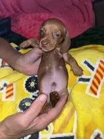 Sunny, a male Miniature Dachshund for sale in Tucson, AZ – 1 of 4