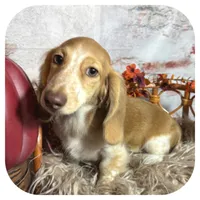 Odessa ... AKC, a female Miniature Dachshund for sale in Smithville, TN – 4 of 10