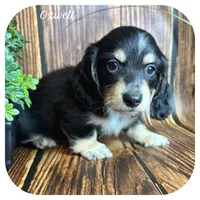 Ozwell ... AKC, a male Miniature Dachshund for sale in Smithville, TN – 1 of 8