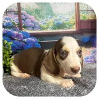 Luigi ... AKC, a male Miniature Dachshund for sale in Smithville, TN – 5 of 10