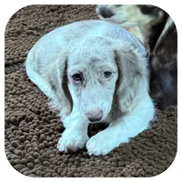 Puddles ... AKC, a female Miniature Dachshund for sale in Smithville, TN – 1 of 10