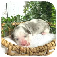 Rooster ... AKC, a male Miniature Dachshund for sale in Smithville, TN – 2 of 9
