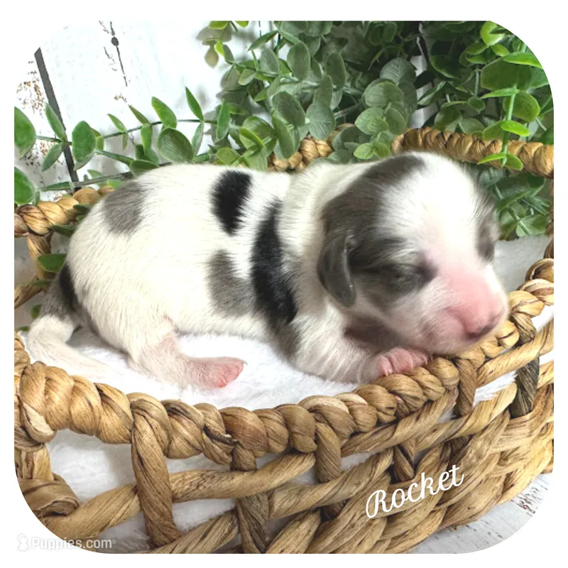Rocket ... AKC – Miniature Dachshund puppy for sale in Smithville, TN