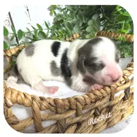 Rocket ... AKC, a male Miniature Dachshund for sale in Smithville, TN – 1 of 8