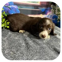 Linus ... AKC, a male Miniature Dachshund for sale in Smithville, TN – 3 of 8