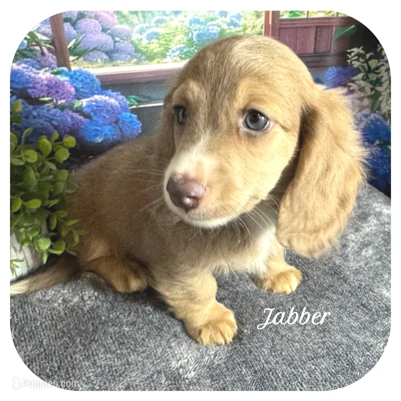 Jabber ... AKC – Miniature Dachshund puppy for sale in Smithville, TN