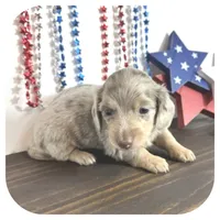 Perla ... AKC, a female Miniature Dachshund for sale in Smithville, TN – 3 of 7