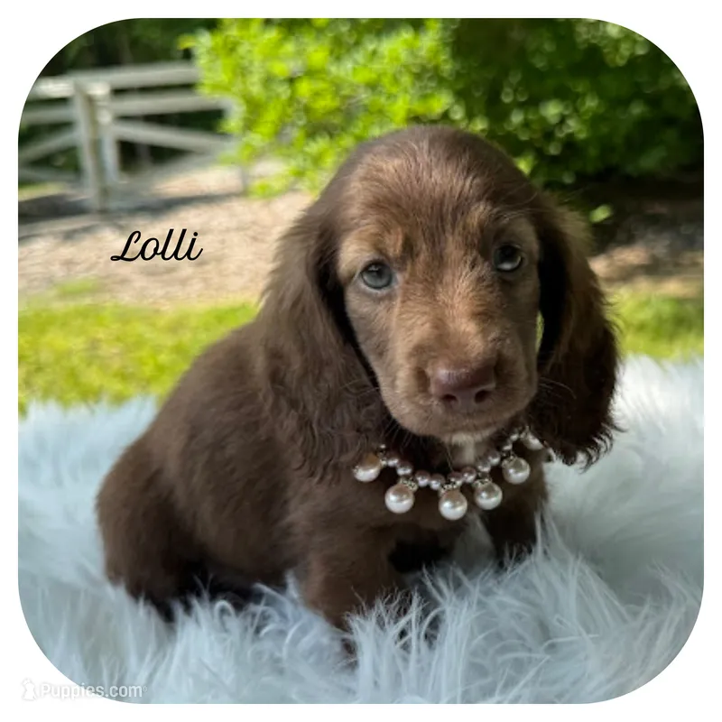 Lolli ... AKC – Miniature Dachshund puppy for sale in Smithville, TN