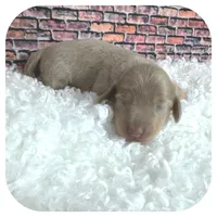 Jazzi ... AKC, a female Miniature Dachshund for sale in Smithville, TN – Photo 5 of 9