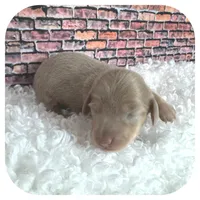 Jazzi ... AKC, a female Miniature Dachshund for sale in Smithville, TN – Photo 7 of 9