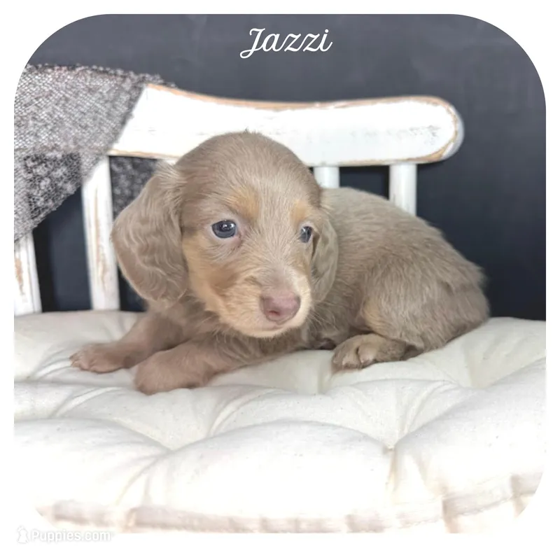 Jazzi ... AKC – Miniature Dachshund puppy on hold in Smithville, TN
